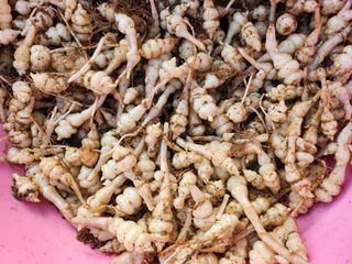 약초를사랑한짱아줌마님의 기타작물 · 자유게시판 작성글 사진