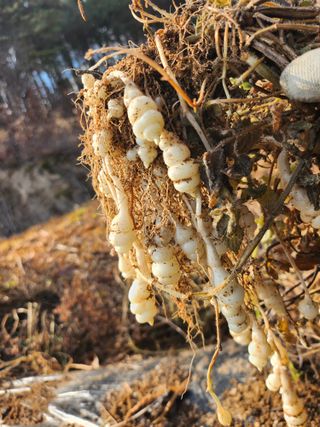 약초를사랑한짱아줌마님의 기타작물 · 자유게시판 작성글 사진