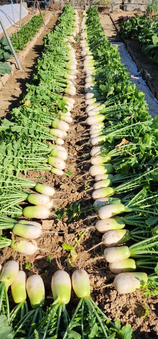 LUCAS님의 12월 내 작물 자랑하기 · 참여글 작성글 사진