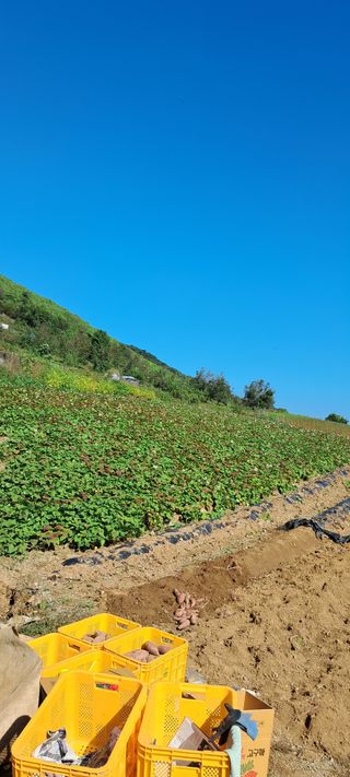 매운국수님의 12월 내 작물 자랑하기 · 참여글 작성글 사진