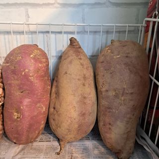 매운국수님의 12월 내 작물 자랑하기 · 참여글 작성글 사진