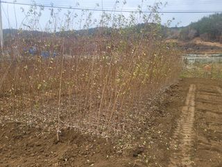 일심묘목농원님의 기타작물 · 자유게시판 작성글 사진