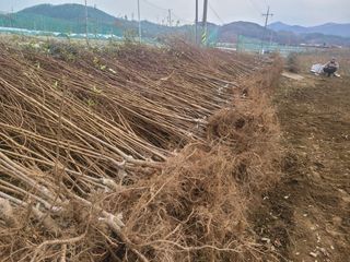 일심묘목농원님의 기타작물 · 자유게시판 작성글 사진