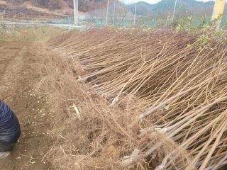 일심묘목농원님의 기타작물 · 자유게시판 작성글 사진