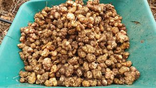 심재연님의 12월 내 작물 자랑하기 · 참여글 작성글 사진