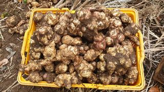 심재연님의 12월 내 작물 자랑하기 · 참여글 작성글 사진