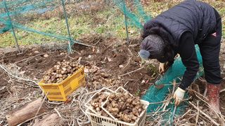 심재연님의 12월 내 작물 자랑하기 · 참여글 작성글 사진