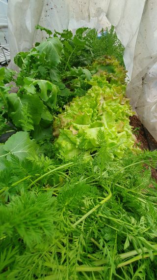 심재연님의 12월 내 작물 자랑하기 · 참여글 작성글 사진