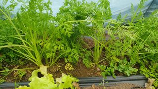 심재연님의 12월 내 작물 자랑하기 · 참여글 작성글 사진