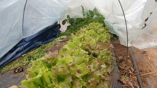 심재연님의 12월 내 작물 자랑하기 · 참여글 작성글 사진