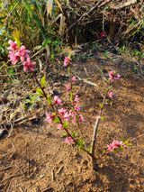 팜모닝 복숭아·병해충상담 게시글 이미지