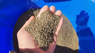 강원도 옥수수 들깨님의 12월 내 작물 자랑하기 · 참여글 작성글 사진