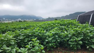 강원도 옥수수 들깨님의 12월 내 작물 자랑하기 · 참여글 작성글 사진