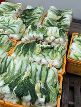 팜모닝 배추·영농일지 게시글 이미지