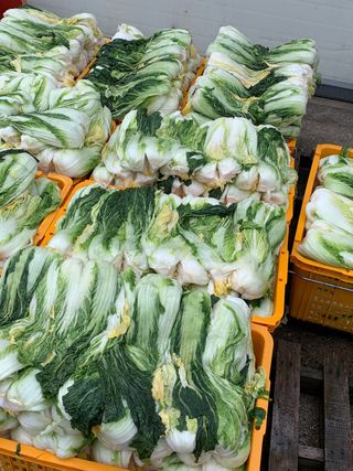 박윤숙님의 배추 · 영농일지 작성글 사진