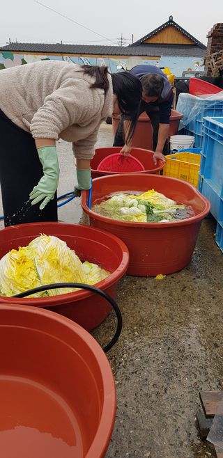 박윤숙님의 배추 · 영농일지 작성글 사진