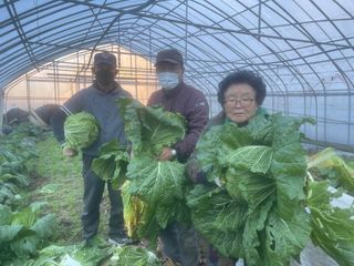 미래의 의사는 농부님의 배추 · 일상 작성글 사진