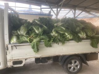 미래의 의사는 농부님의 배추 · 일상 작성글 사진