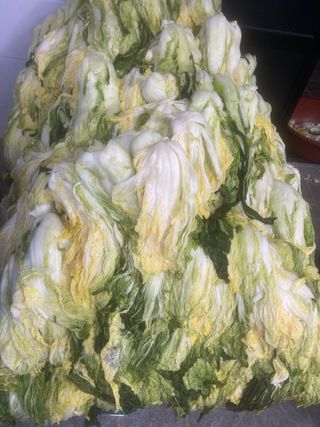 미래의 의사는 농부님의 배추 · 일상 작성글 사진