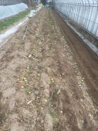 미래의 의사는 농부님의 파 · 자유게시판 작성글 사진