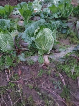 이원우님의 배추 · 품종•종자 작성글 사진