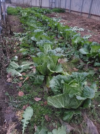 이원우님의 배추 · 품종•종자 작성글 사진