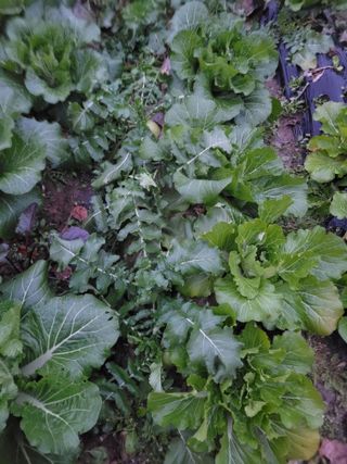 이원우님의 배추 · 품종•종자 작성글 사진