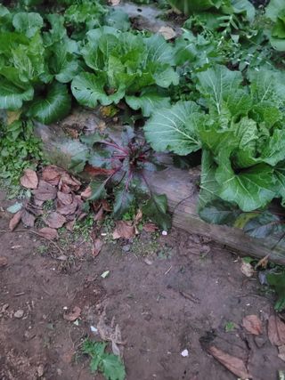 이원우님의 배추 · 품종•종자 작성글 사진