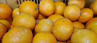 권희정님의 12월 내 작물 자랑하기 · 참여글 작성글 사진