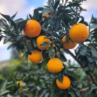 권희정님의 12월 내 작물 자랑하기 · 참여글 작성글 사진