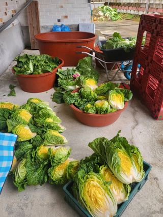 남원여시님의 배추 · 영농일지 작성글 사진