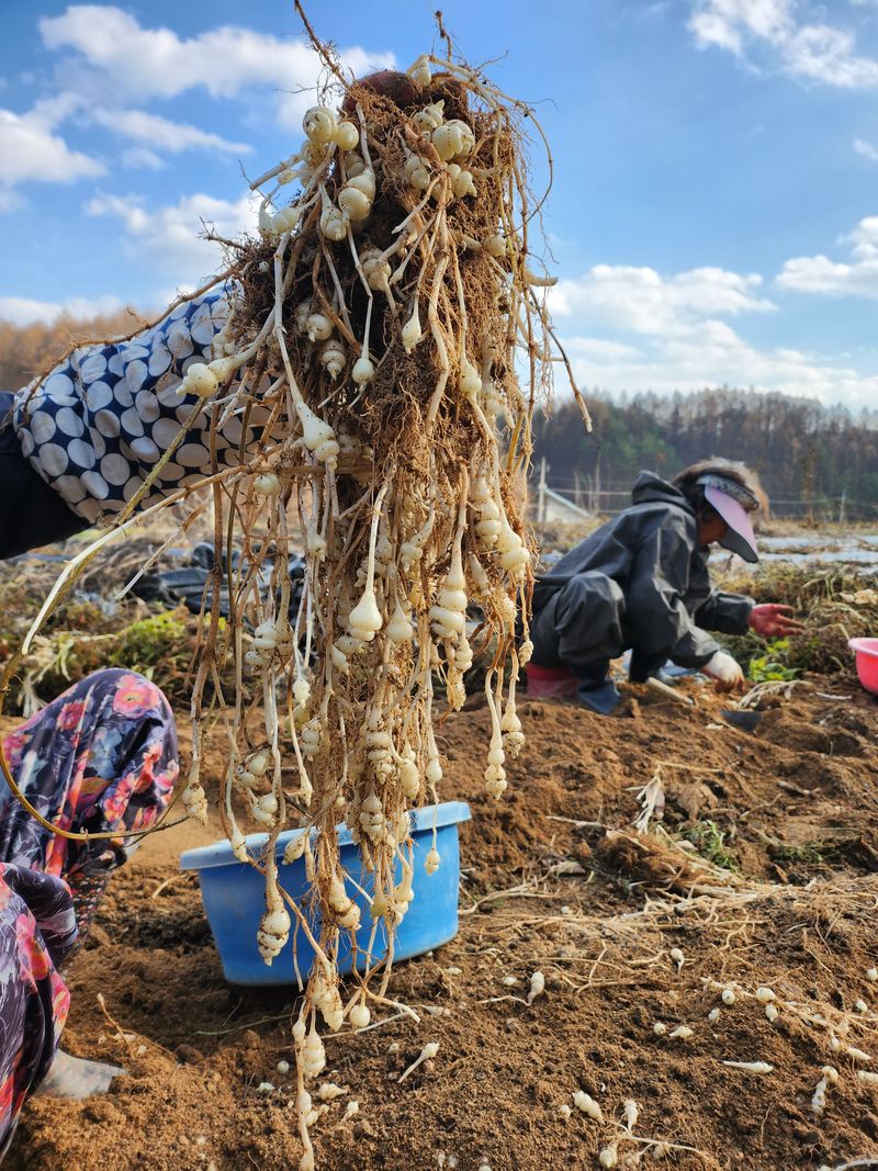 약초를사랑한짱아줌마님의 장터 판매 상품 [골뱅이형 초석잠(종자용)1kg] 첨부 사진