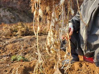 약초를사랑한짱아줌마님의 작성글 사진