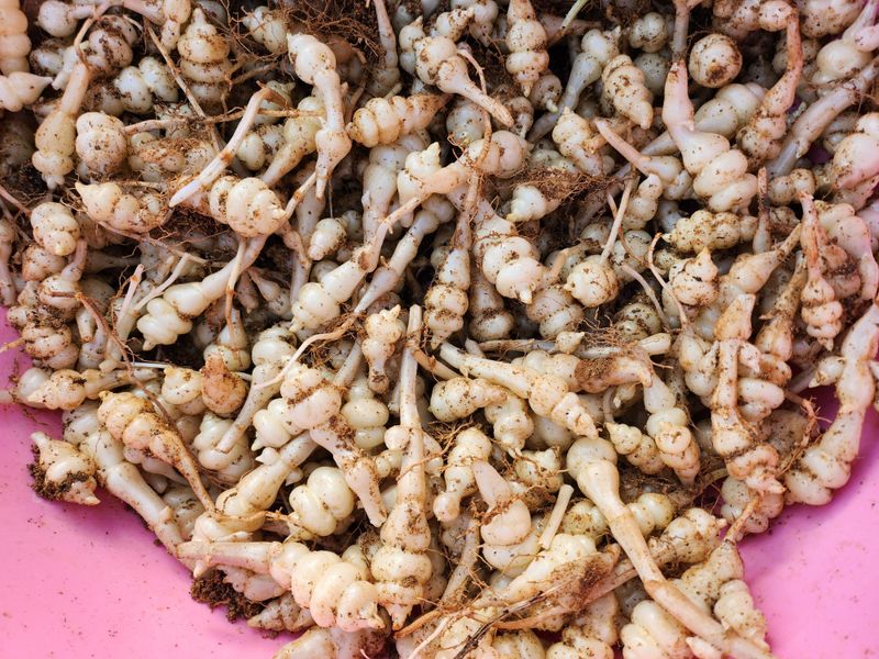 약초를사랑한짱아줌마님의 장터 판매 상품 [골뱅이형 초석잠(종자용)1kg] 첨부 사진