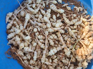 약초를사랑한짱아줌마님의 작성글 사진