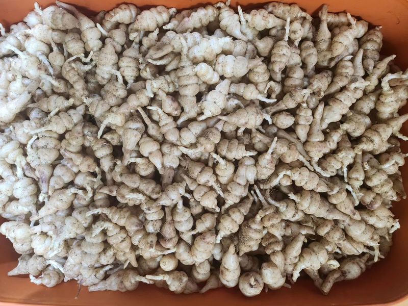 약초를사랑한짱아줌마님의 장터 판매 상품 [골뱅이형 초석잠(종자용)1kg] 첨부 사진