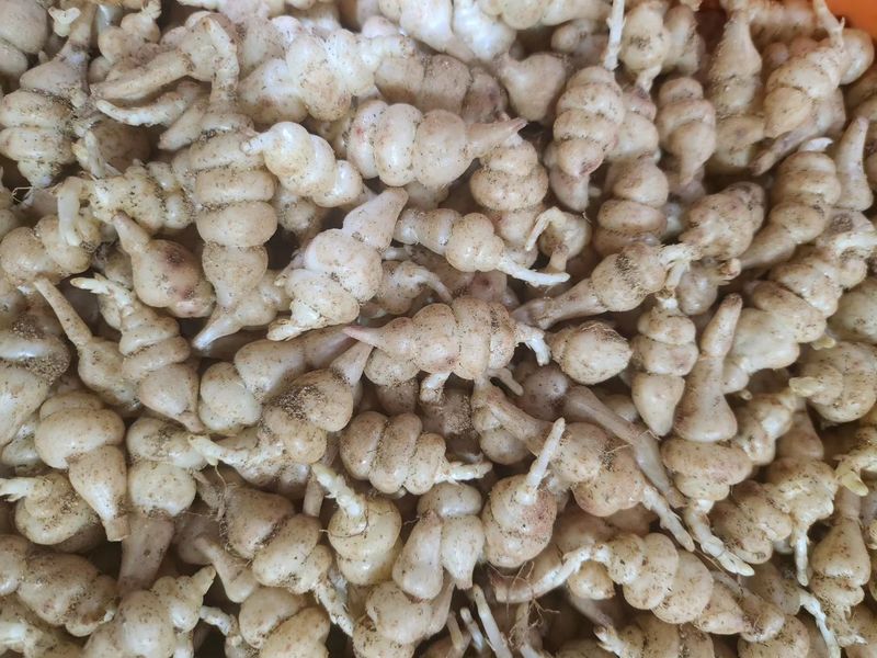 장터 상품 [골뱅이형 초석잠(종자용)1kg] 썸네일