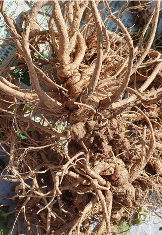 인생은 소풍처럼님의 12월 내 작물 자랑하기 · 참여글 작성글 사진