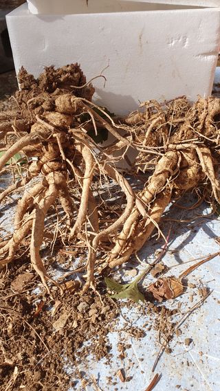 인생은 소풍처럼님의 12월 내 작물 자랑하기 · 참여글 작성글 사진