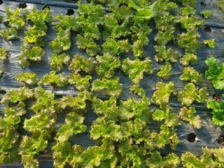 도시농부님의 12월 내 작물 자랑하기 · 참여글 작성글 사진