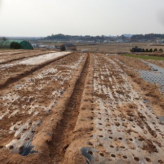 김영준님의 12월 내 작물 자랑하기 · 참여글 작성글 사진