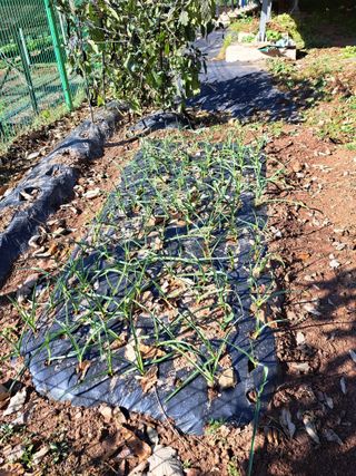 정자형님의 12월 내 작물 자랑하기 · 참여글 작성글 사진