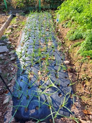 정자형님의 12월 내 작물 자랑하기 · 참여글 작성글 사진