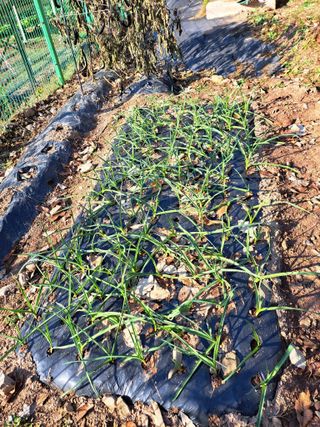 정자형님의 12월 내 작물 자랑하기 · 참여글 작성글 사진