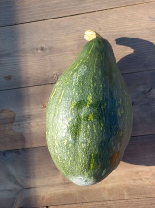 박린님의 호박 · 자유게시판 작성글 사진