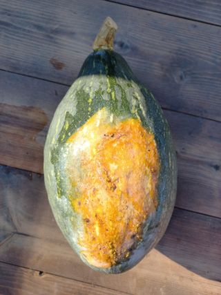 박린님의 호박 · 자유게시판 작성글 사진