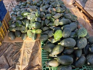 박린님의 호박 · 자유게시판 작성글 사진