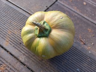 박린님의 호박 · 자유게시판 작성글 사진