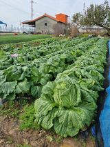 팜모닝 12월 내 작물 자랑하기·참여글 게시글 이미지