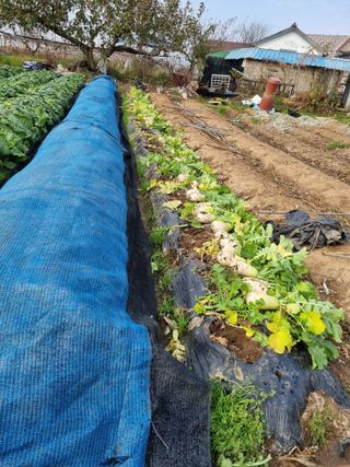 김 기 동님의 12월 내 작물 자랑하기 · 참여글 작성글 사진